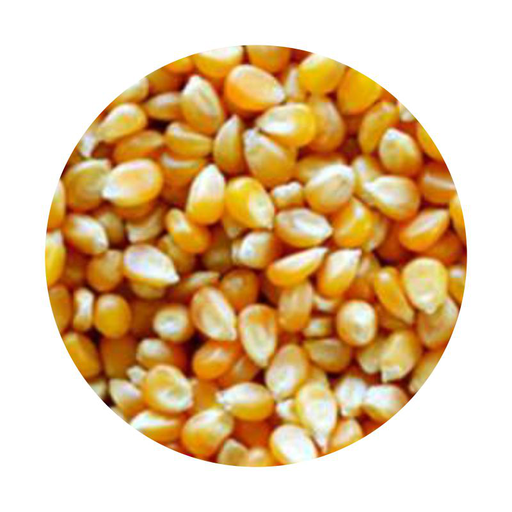 [679] Maíz Pisingallo 250g